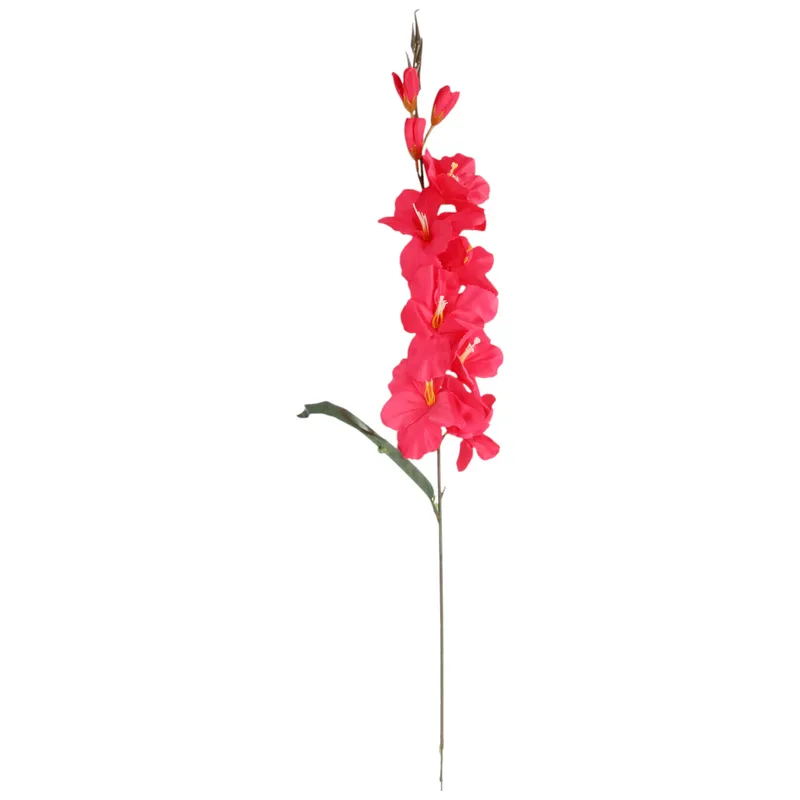 Mieczyk Ciemno-Różowy Gladiola 76 cm