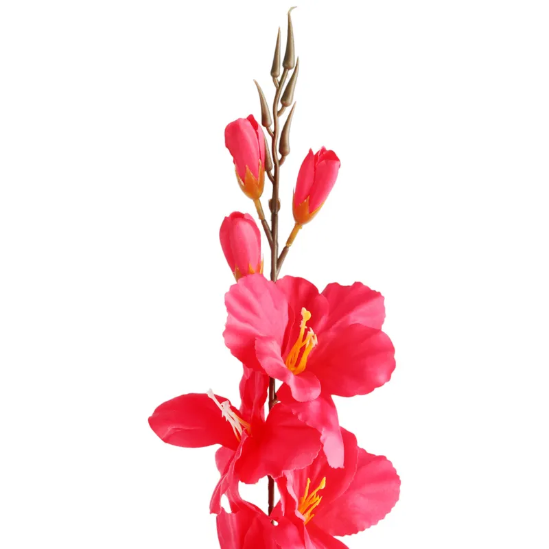 Mieczyk Ciemno-Różowy Gladiola 76 cm