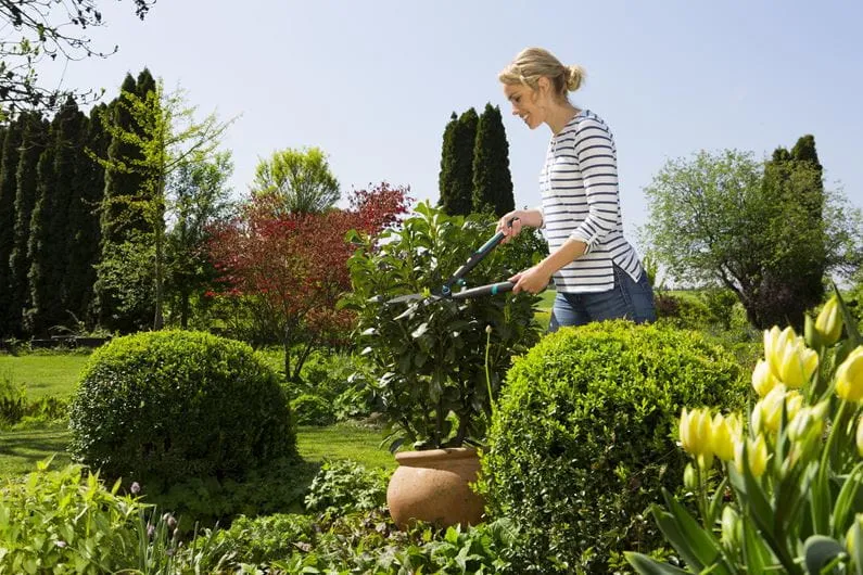 Nożyce Do Żywopłotu GARDENA