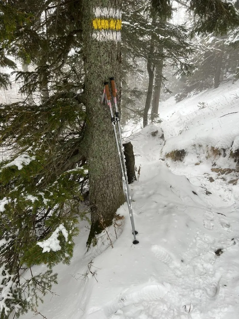 Kije Trekkingowe Regulowane 5 - Częściowe Korkowa Rączka MOVEMANIA - 135 cm