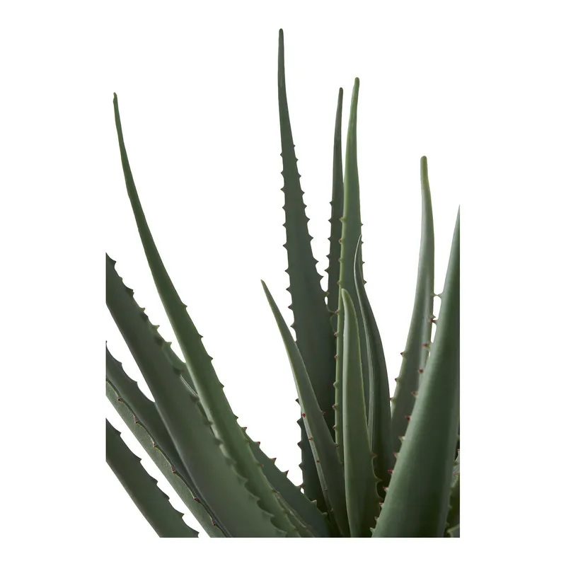 Sztuczna Roślina MEBLIVA Aloes, Polietylen, Nowoczesny - Zielony