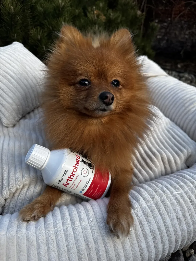 Preparat Na Stawy Dla Psa I Kota Wsparcie Ruchu ZOOJOY 1000 ml