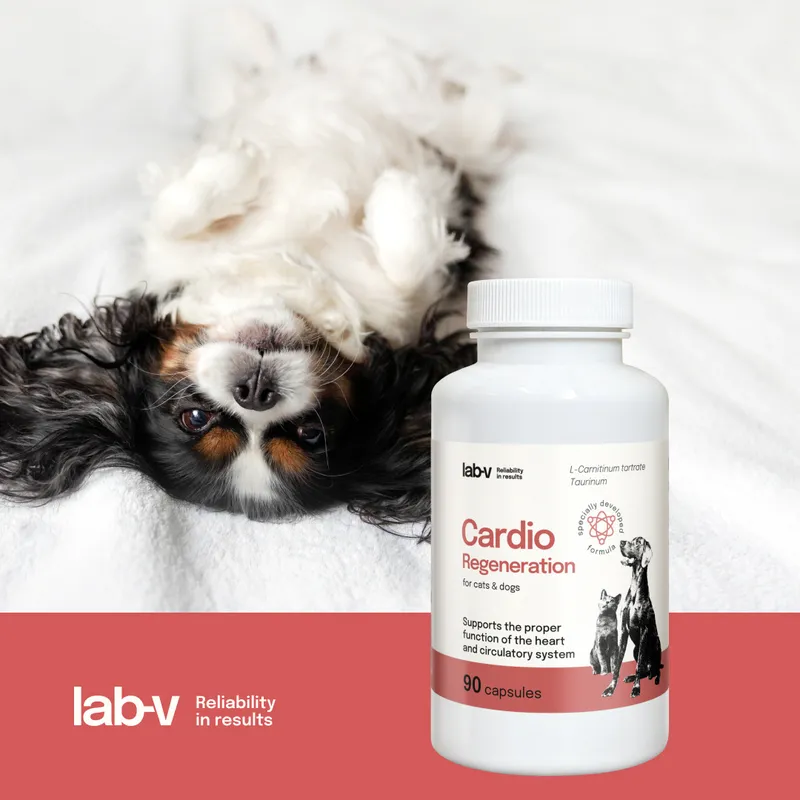 Suplement Na Serce Dla Psa I Kota 90 szt ZOOJOY Cardio Regeneration