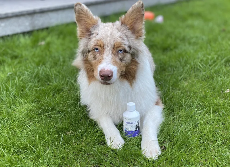 Preparat Na Wątrobę Dla Psa I Kota Witaminy Wsparcie ZOOJOY 250 ml