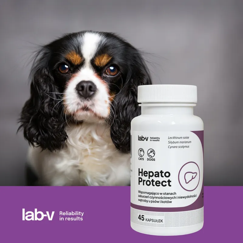 Lab-V Hepato Protect Wspomaganie Funkcji Wątroby Dla Psów I Kotów 45 Kapsułek