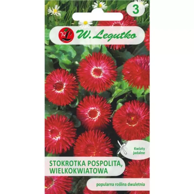 Stokrotka Pospolita Wielkokwiatowa 'Gracja' - Czerwona
