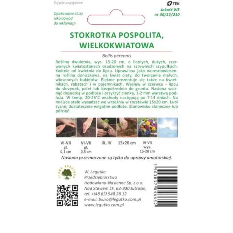 Stokrotka Pospolita Wielkokwiatowa 'Gracja' - Czerwona