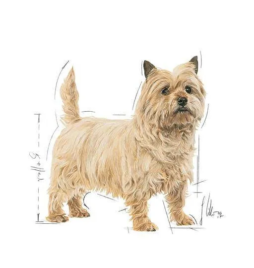 ROYAL CANIN CCN Mini Light Weight Care 8kg