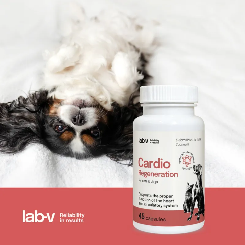 Lab-V Cardio Regeneration Wsparcie Prawidłowego Funkcjonowania Pracy Serca I Układu Krążenia Dla Psów I Kotów 45 Kapsułek