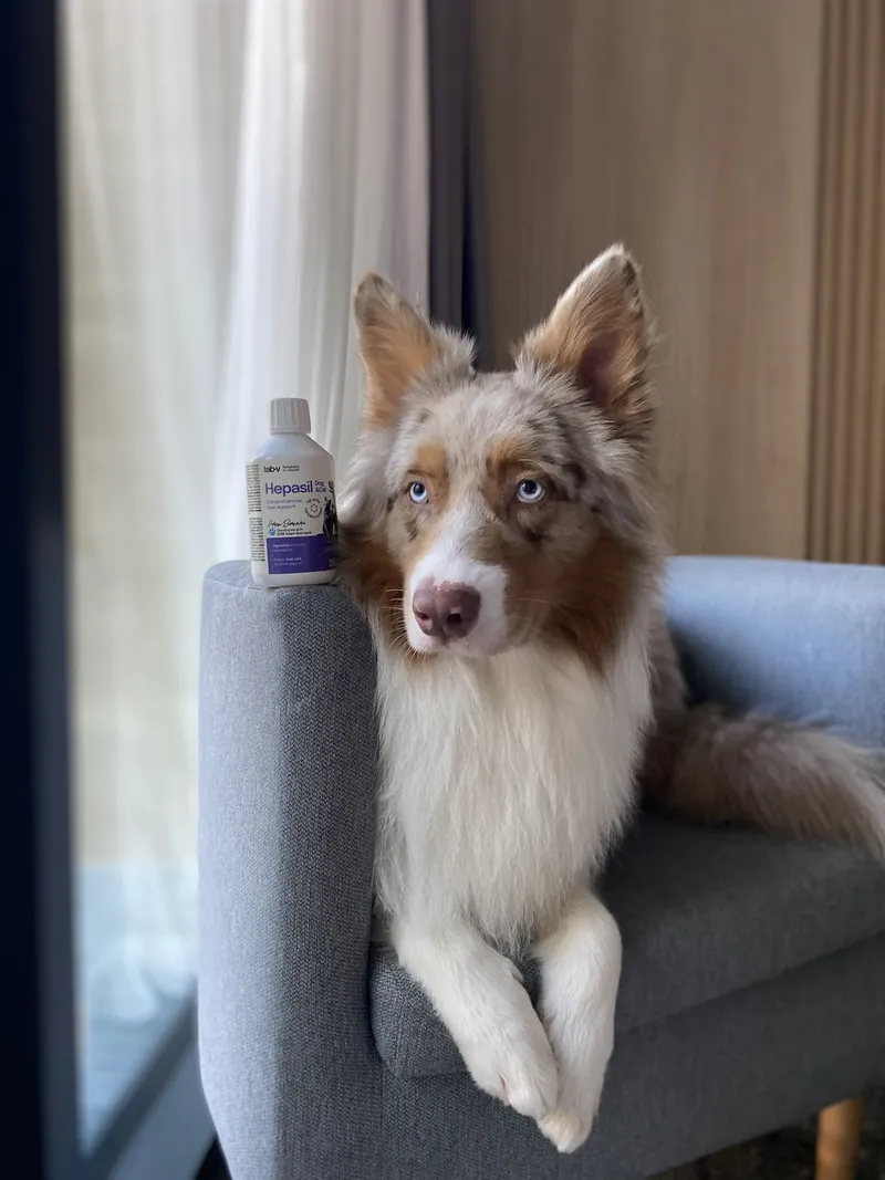 Preparat Na Wątrobę Dla Psa I Kota Witaminy Wsparcie ZOOJOY 250 ml