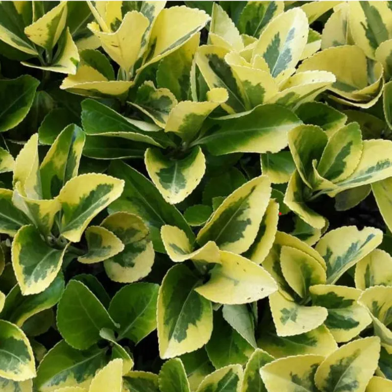 Trzmielina Japońska - Euonymus Japonica 'Aureomarginatus'