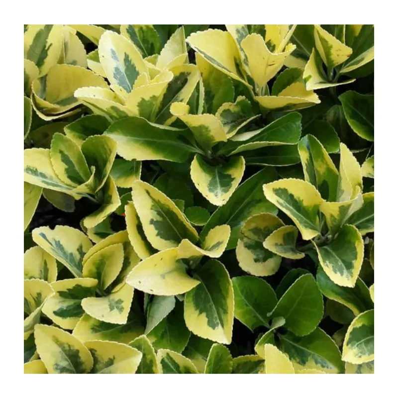 Trzmielina Japońska - Euonymus Japonica 'Aureomarginatus'