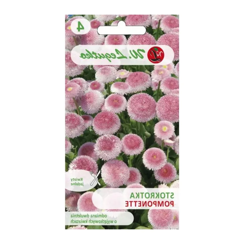 Stokrotka Pospolita 'Pomponette' - Różowa