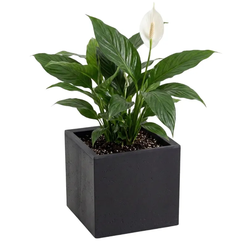 Donica Betonique Na Kółkach Recykling 30X30XH30 cm - Czarny