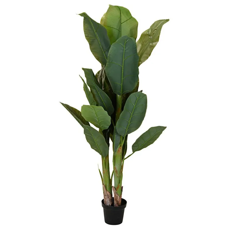 Duży Bananowiec W Donicy 165 cm