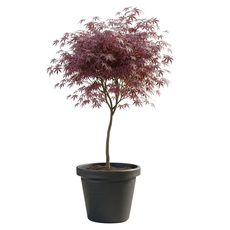 Donica Srtia Riflo Antracyt H47,9X55 cm