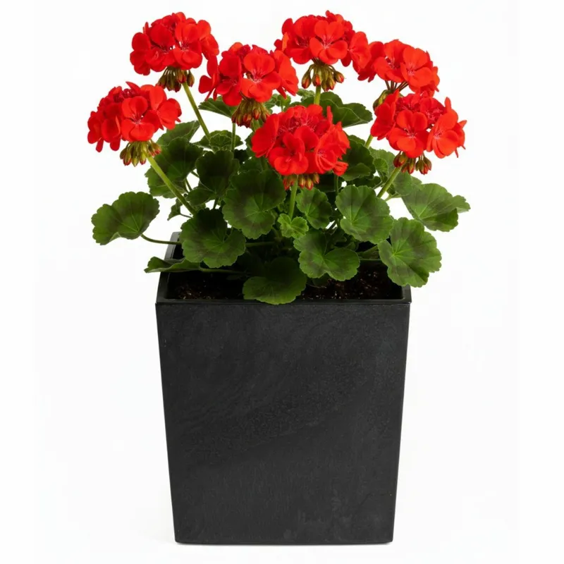 Donica Flore Beton H30,5X29,5X29,5 cm - Czarny