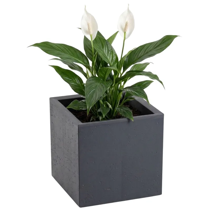 Donica Betonique Na Kółkach ECO Antracyt 30X30XH30 cm