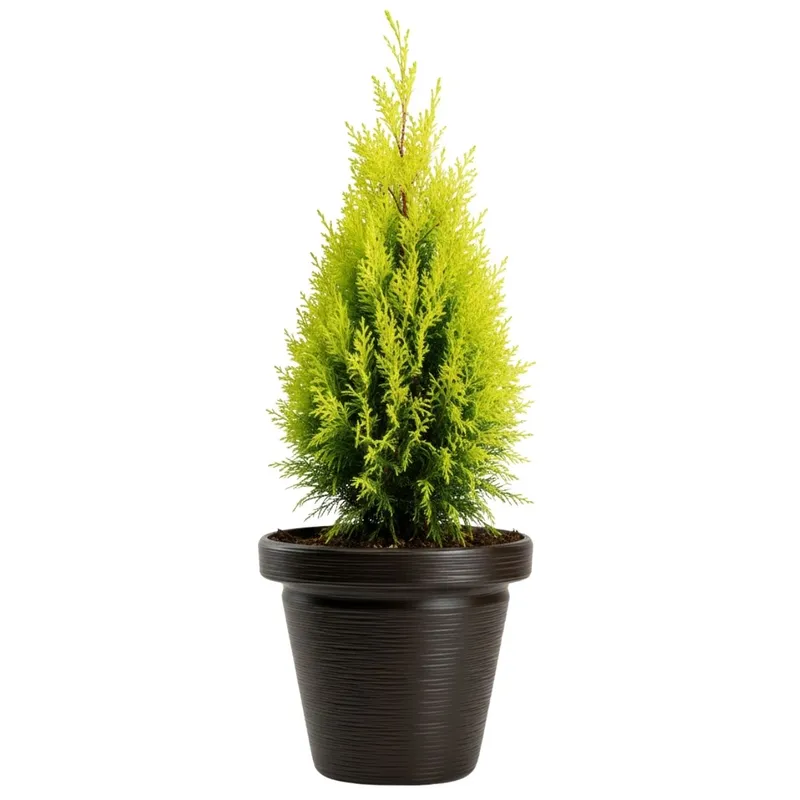 Donica Srtia Riflo Mokka H47,9X55 cm